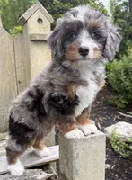 🩷TINY !!!🩷IN BOSTON MASSACHUSETTS AREA🩷BLUE MERLE MINI BERNEDOODLE🩷, a female Miniature Bernedoodle for sale in Raynham, MA – 8 of 10