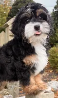 🎃IN BOSTON MASSACHUSETTS🎃TRADITIONAL TRI COLOR🎃MINI BERNEDOODLE GIRL🎃, a female Miniature Bernedoodle for sale in Raynham, MA – 3 of 10