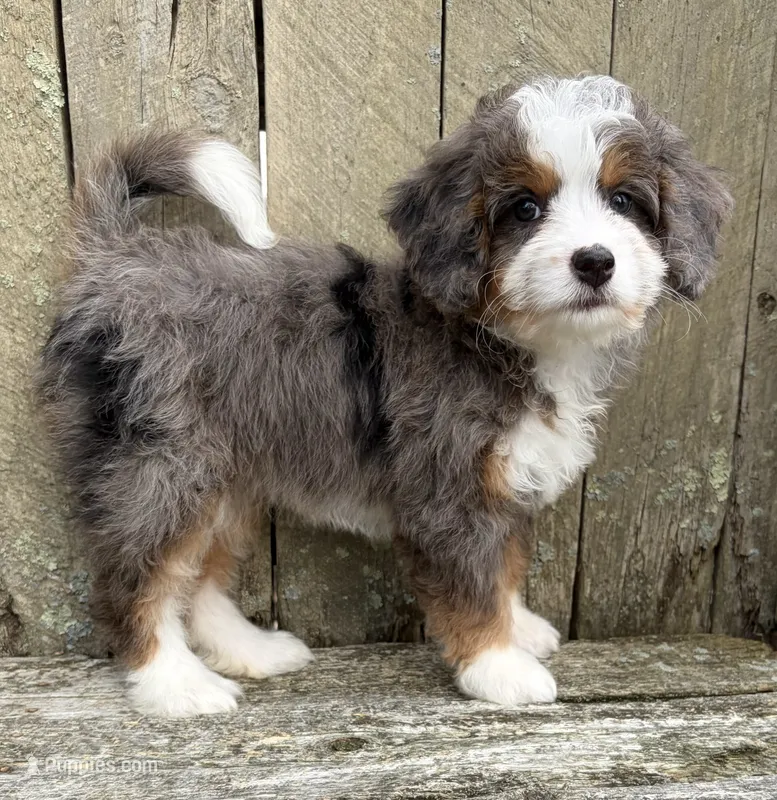 💚PETITE !!!💚IN BOSTON MASSACHUSETTS AREA💚MINI BERNEDOODLE💚 – Miniature Bernedoodle puppy for sale in Raynham, MA