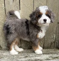 💚PETITE !!!💚IN BOSTON MASSACHUSETTS AREA💚MINI BERNEDOODLE💚, a female Miniature Bernedoodle for sale in Raynham, MA – 4 of 9