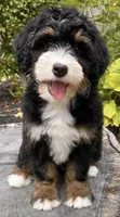 🧡IN BOSTON MASSACHUSETTS AREA🧡MINI BERNEDOODLE BOY🧡, a male Miniature Bernedoodle for sale in Raynham, MA – 10 of 10
