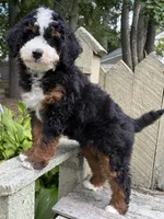 💙IN BOSTON MASSACHUSETTS AREA💙MINI BERNEDOODLE BOY💙, a male Miniature Bernedoodle for sale in Raynham, MA – 5 of 10