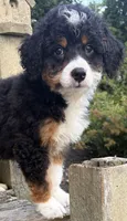 💛IN BOSTON MASSACHUSETTS AREA💛TRADITIONAL-TRI💛MINI BERNEDOODLE BOY💛, a male Miniature Bernedoodle for sale in Raynham, MA – 5 of 10