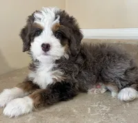 🧡TINY !!!🧡IN BOSTON MASSACHUSETTS AREA🧡BLUE MERLE MINI BERNEDOODLE🧡, a female Miniature Bernedoodle for sale in Raynham, MA – 4 of 4