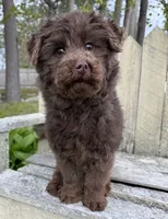 🩷ADORABLE TINY DOODLE GIRL🩷BOSTON MA🩷, a female Miniature Bernedoodle and Newfypoo for sale in Raynham, MA – 10 of 10