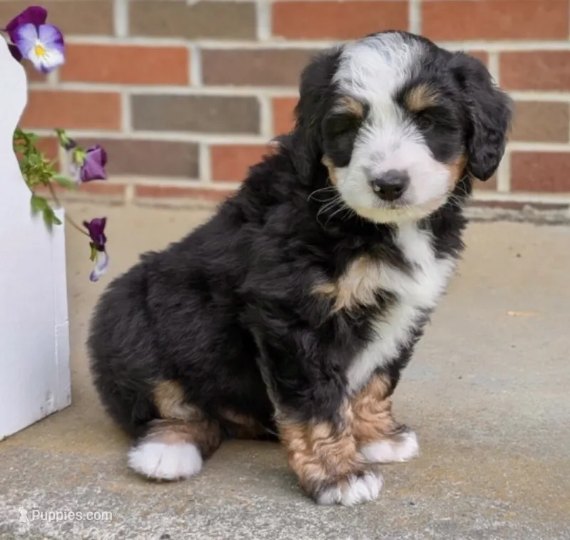 🩵IN BOSTON MASSACHUSETTS🩵MINI BERNEDOODLE🩵 – Miniature Bernedoodle puppy for sale in Raynham, MA