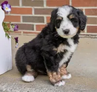 🩵IN BOSTON MASSACHUSETTS🩵MINI BERNEDOODLE🩵, a male Miniature Bernedoodle for sale in Raynham, MA – 1 of 4