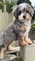 💚IN BOSTON MASSACHUSETTS💚TINY BLUE MERLE TRI💚MINI BERNEDOODLE BOY💚, a male Miniature Bernedoodle for sale in Raynham, MA – 5 of 6
