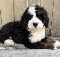 🩵IN BOSTON MASSACHUSETTS AREA🩵MINI BERNEDOODLE🩵, a male Miniature Bernedoodle for sale in Raynham, MA – 8 of 9