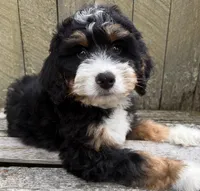🩶IN BOSTON MASSACHUSETTS AREA🩶MINI BERNEDOODLE🩶, a male Miniature Bernedoodle for sale in Raynham, MA – 1 of 10