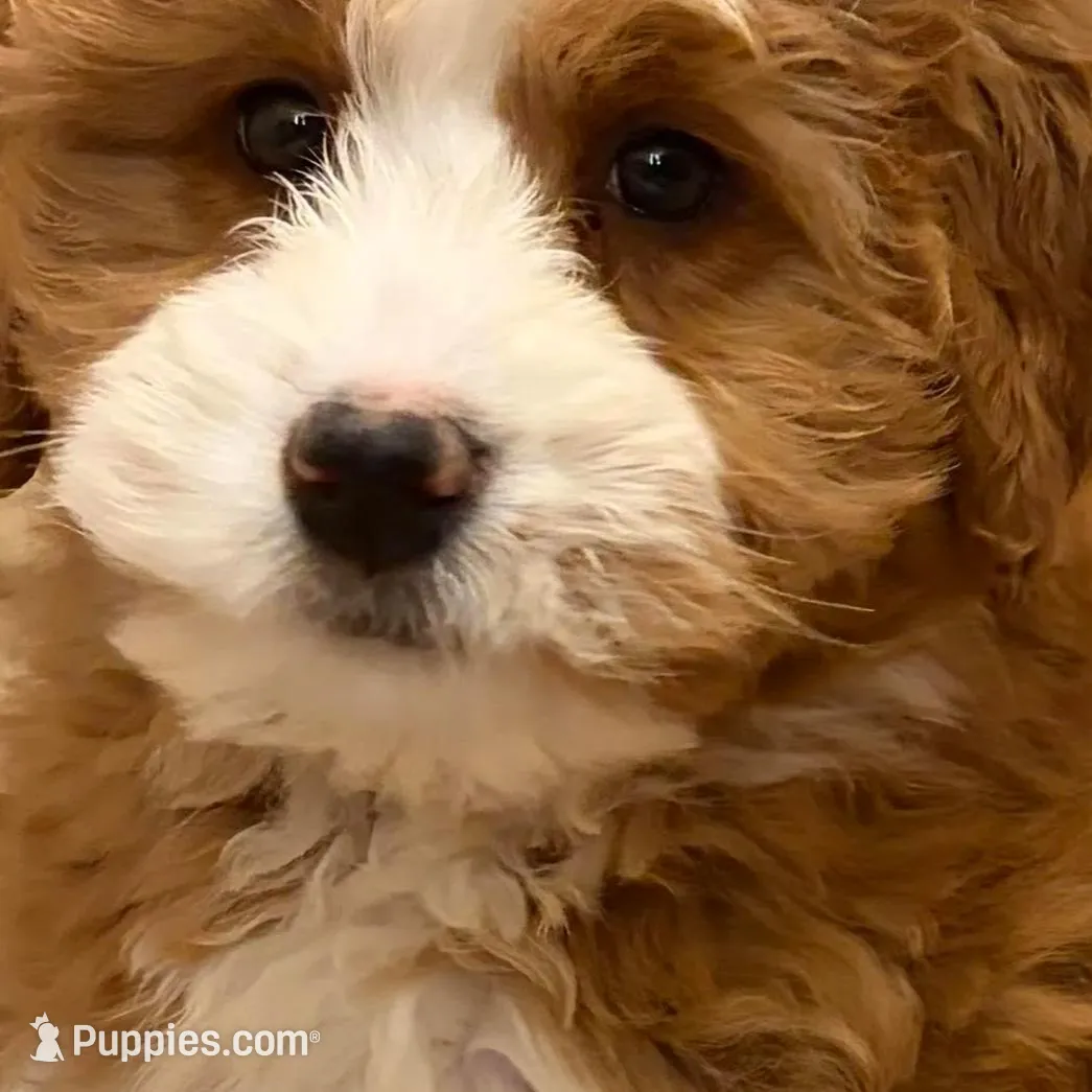 💛MINI BERNEDOODLE 💛BOSTON MA AREA, a female Bernedoodle and Miniature Bernedoodle for sale in Raynham, MA – Photo 4 of 10
