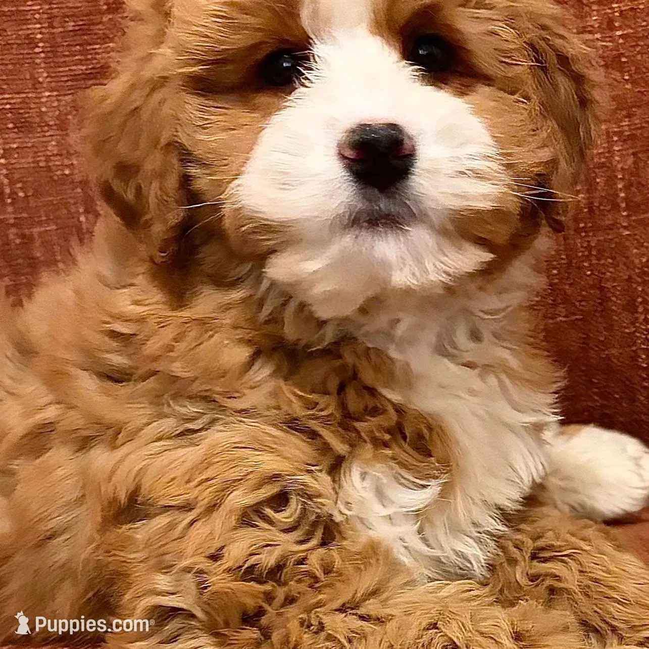 💛MINI BERNEDOODLE 💛BOSTON MA AREA, a female Bernedoodle and Miniature Bernedoodle for sale in Raynham, MA – Photo 2 of 10