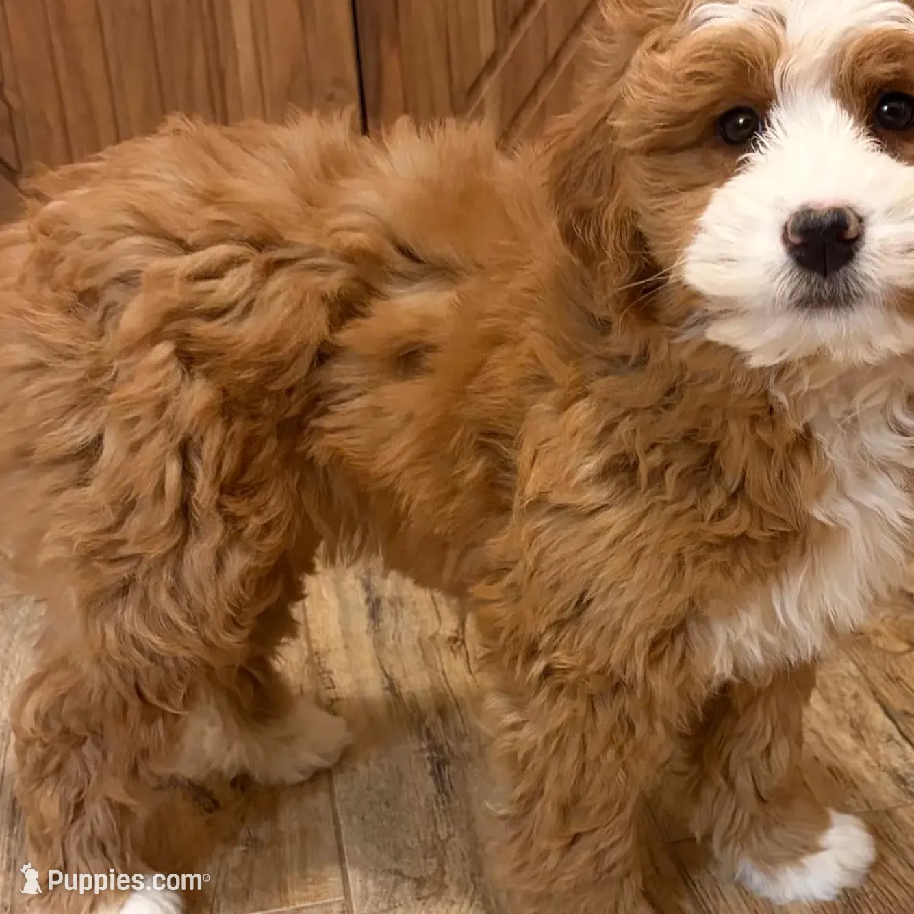 💛MINI BERNEDOODLE 💛BOSTON MA AREA, a female Bernedoodle and Miniature Bernedoodle for sale in Raynham, MA – Photo 7 of 10