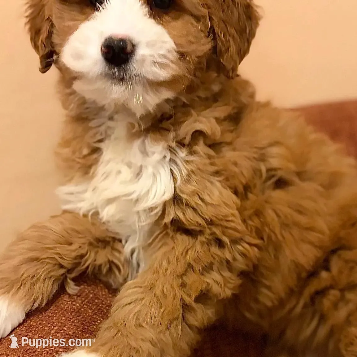 💛MINI BERNEDOODLE 💛BOSTON MA AREA, a female Bernedoodle and Miniature Bernedoodle for sale in Raynham, MA – Photo 9 of 10
