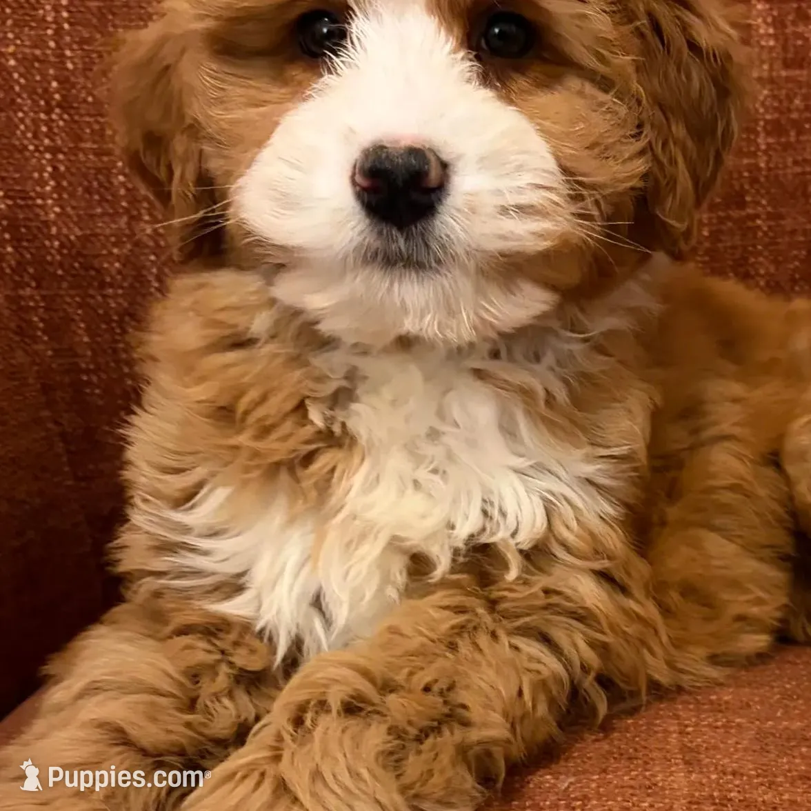 💛MINI BERNEDOODLE 💛BOSTON MA AREA, a female Bernedoodle and Miniature Bernedoodle for sale in Raynham, MA – Photo 8 of 10