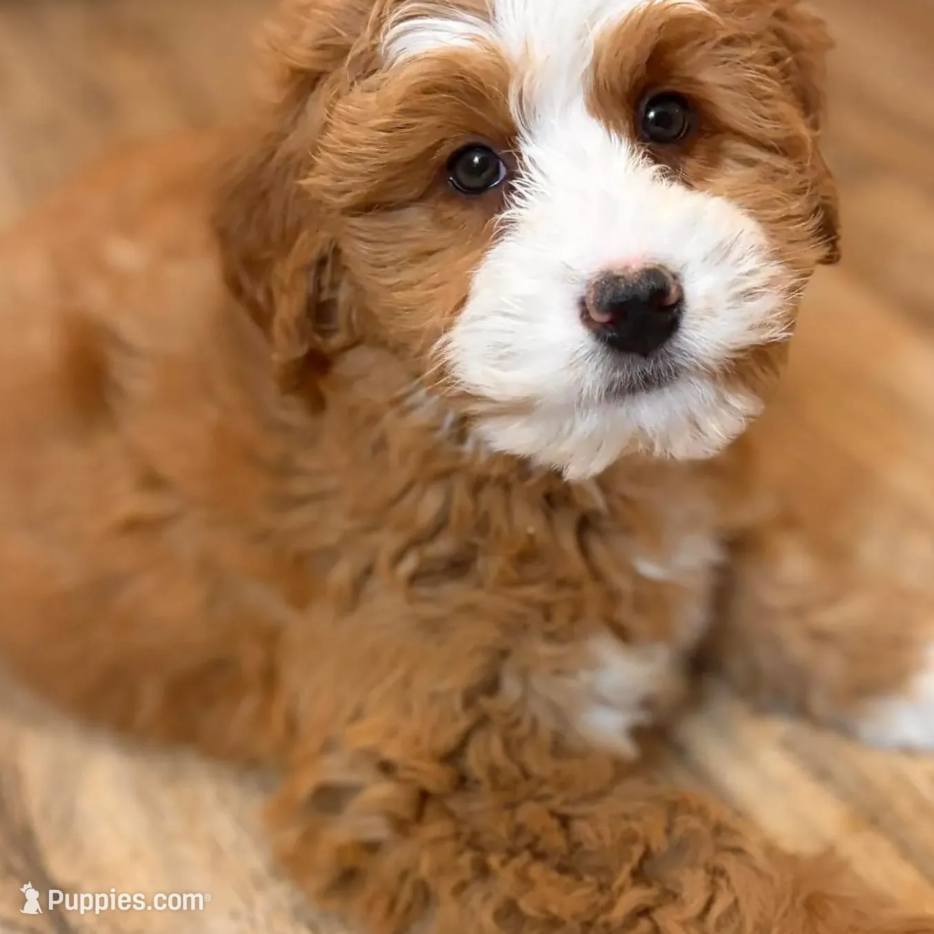 💛MINI BERNEDOODLE 💛BOSTON MA AREA, a female Bernedoodle and Miniature Bernedoodle for sale in Raynham, MA – Photo 10 of 10