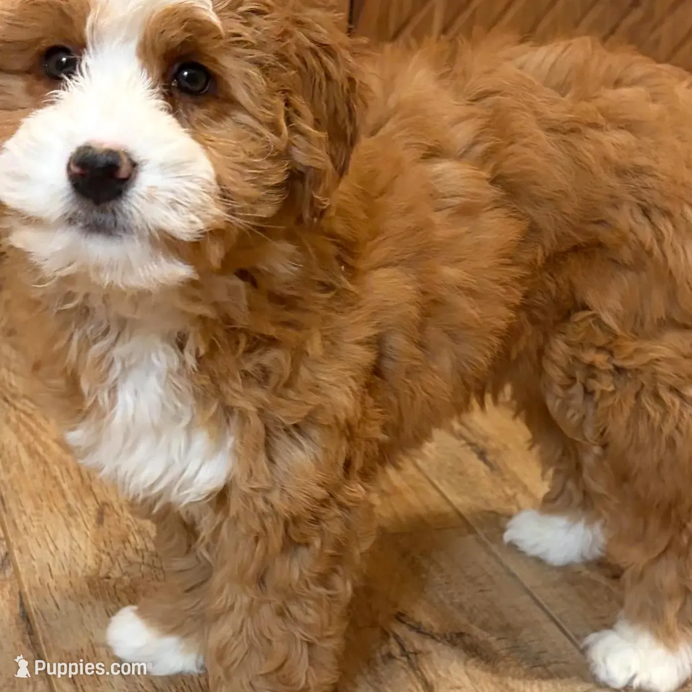 💛MINI BERNEDOODLE 💛BOSTON MA AREA