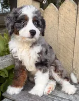 🧡IN BOSTON MASSACHUSETTS AREA🧡BLUE MERLE TRI🧡MINI BERNEDOODLE BOY🧡, a male Miniature Bernedoodle for sale in Raynham, MA – 3 of 10