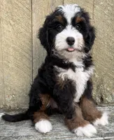🩷IN BOSTON MASSACHUSETTS🩷TRADITIONAL TRI COLOR🩷MINI BERNEDOODLE GIRL🩷, a female Miniature Bernedoodle for sale in Raynham, MA – 7 of 10