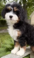 💛IN BOSTON MASSACHUSETTS AREA💛MINI BERNEDOODLE GIRL💛, a female Miniature Bernedoodle for sale in Raynham, MA – 8 of 10