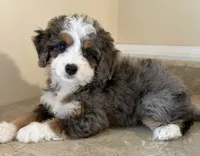 💛TINY !!!💛IN BOSTON MASSACHUSETTS AREA💛BLUE MERLE MINI BERNEDOODLE💛, a female Miniature Bernedoodle for sale in Raynham, MA – 3 of 4