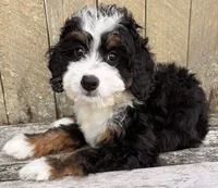 🩷IN BOSTON MASSACHUSETTS AREA🩷MINI BERNEDOODLE🩷, a female Miniature Bernedoodle for sale in Raynham, MA – 6 of 9