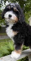 🩶IN BOSTON MASSACHUSETTS AREA🩶MINI BERNEDOODLE🩶, a male Miniature Bernedoodle for sale in Raynham, MA – 7 of 10