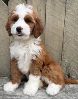 ❤️IN BOSTON MASSACHUSETTS AREA❤️RARE DARK RED❤️MINI BERNEDOODLE GIRL❤️, a female Miniature Bernedoodle for sale in Raynham, MA – 9 of 10