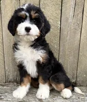 💛IN BOSTON MASSACHUSETTS AREA💛MINI BERNEDOODLE💛, a female Miniature Bernedoodle for sale in Raynham, MA – 9 of 10