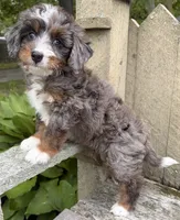🩷TINY !!!🩷IN BOSTON MASSACHUSETTS AREA🩷BLUE MERLE MINI BERNEDOODLE🩷, a female Miniature Bernedoodle for sale in Raynham, MA – 3 of 10