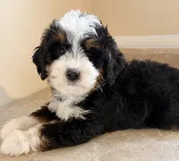 🩵TINY !!!🩵IN BOSTON MASSACHUSETTS AREA🩵MINI BERNEDOODLE🩵, a male Miniature Bernedoodle for sale in Raynham, MA – 3 of 5