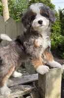 💚PETITE !!!💚IN BOSTON MASSACHUSETTS AREA💚MINI BERNEDOODLE💚, a female Miniature Bernedoodle for sale in Raynham, MA – 9 of 9