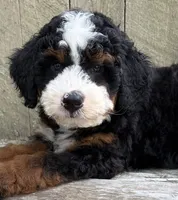 💙IN BOSTON MASSACHUSETTS AREA💙TRADITIONAL-TRI💙MINI BERNEDOODLE BOY💙, a male Miniature Bernedoodle for sale in Raynham, MA – 9 of 10