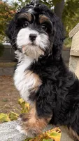 🎃IN BOSTON MASSACHUSETTS🎃TRADITIONAL TRI COLOR🎃MINI BERNEDOODLE GIRL🎃, a female Miniature Bernedoodle for sale in Raynham, MA – 7 of 10