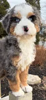 🧡MINI BERNEDOODLE🧡2 BLUE EYE, a male Bernedoodle and Miniature Bernedoodle for sale in Raynham, MA – Photo 7 of 10
