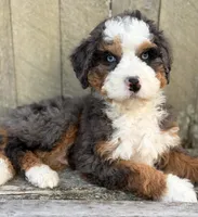🧡MINI BERNEDOODLE🧡2 BLUE EYE, a male Bernedoodle and Miniature Bernedoodle for sale in Raynham, MA – Photo 2 of 10