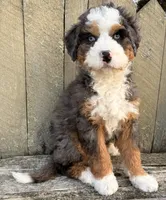 🧡MINI BERNEDOODLE🧡2 BLUE EYE, a male Bernedoodle and Miniature Bernedoodle for sale in Raynham, MA – Photo 6 of 10