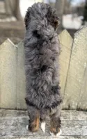 🧡MINI BERNEDOODLE🧡2 BLUE EYE, a male Bernedoodle and Miniature Bernedoodle for sale in Raynham, MA – Photo 5 of 10