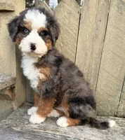 🧡MINI BERNEDOODLE🧡2 BLUE EYE, a male Bernedoodle and Miniature Bernedoodle for sale in Raynham, MA – Photo 10 of 10