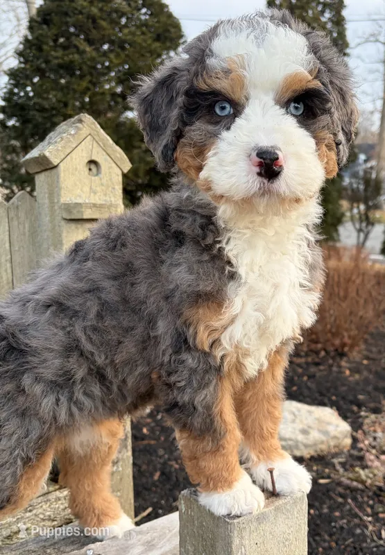 🧡MINI BERNEDOODLE🧡2 BLUE EYE