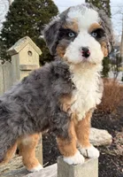 🧡MINI BERNEDOODLE🧡2 BLUE EYE, a male Bernedoodle and Miniature Bernedoodle for sale in Raynham, MA – Photo 1 of 10