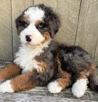 🧡MINI BERNEDOODLE🧡2 BLUE EYE, a male Bernedoodle and Miniature Bernedoodle for sale in Raynham, MA – Photo 3 of 10