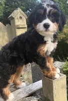 💚IN BOSTON MASSACHUSETTS AREA💚TRADITIONAL-TRI💚MINI BERNEDOODLE BOY💚, a male Miniature Bernedoodle for sale in Raynham, MA – 7 of 9