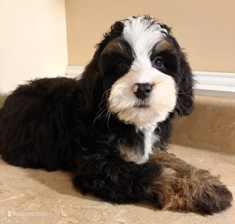 👻IN BOSTON MASSACHUSETTS👻TRADITIONAL TRI COLOR👻MINI BERNEDOODLE BOY👻 – Miniature Bernedoodle puppy for sale in Raynham, MA