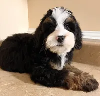 👻IN BOSTON MASSACHUSETTS👻TRADITIONAL TRI COLOR👻MINI BERNEDOODLE BOY👻, a male Miniature Bernedoodle for sale in Raynham, MA – 1 of 3