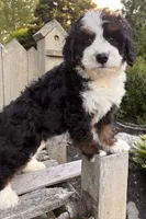 🩵IN BOSTON MASSACHUSETTS AREA🩵MINI BERNEDOODLE🩵, a male Miniature Bernedoodle for sale in Raynham, MA – 9 of 9