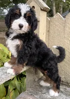 🩷IN BOSTON MASSACHUSETTS🩷TRADITIONAL TRI COLOR🩷MINI BERNEDOODLE GIRL🩷, a female Miniature Bernedoodle for sale in Raynham, MA – 9 of 10