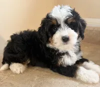 🩵TINY !!!🩵IN BOSTON MASSACHUSETTS AREA🩵MINI BERNEDOODLE🩵, a male Miniature Bernedoodle for sale in Raynham, MA – 5 of 5