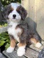 💚PETITE !!!💚IN BOSTON MASSACHUSETTS AREA💚MINI BERNEDOODLE💚, a female Miniature Bernedoodle for sale in Raynham, MA – 7 of 9