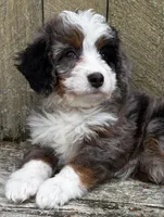 💜TINY !!!💜IN BOSTON MASSACHUSETTS AREA💜BLUE MERLE MINI BERNEDOODLE💜, a female Miniature Bernedoodle for sale in Raynham, MA – 8 of 10